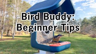 Bird Buddy Smart Bird Feeder: Day 3 Update