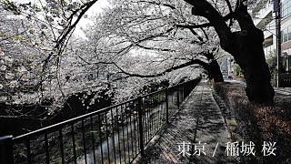 【4K】東京 / 稲城 桜, Tokyo Inagi Cherry Blossoms  Street View