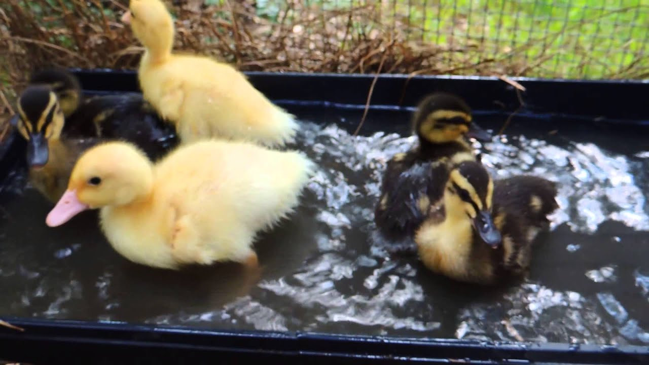 Ducklings First Bath Youtube