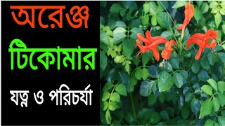 টিকোমা / টেকোমা গাছের যত্ন ও পরিচর্যা/ চন্দ্রপ্রভা গাছের পরিচর্যা/ How to care Tecoma / Ticoma plant