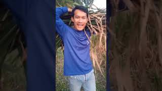 MRO-MAKANAN KERBAU #megardofficial #shortvideo #shortshorts #hiburan