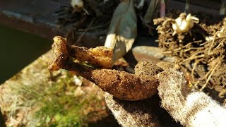 花壇のカンナの球根を掘り起こしてみたら予想以上に育っていた