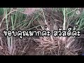 ตะไคร้แก่ขึ้นโคนเป็นยังไง เชิญชมในคลิปได้เลยค่ะ ep.531