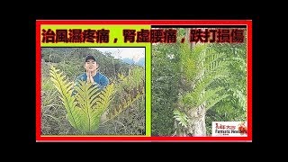 【草草療事】它能治風濕疼痛，腎虛腰痛，跌打損傷，小兒疳積