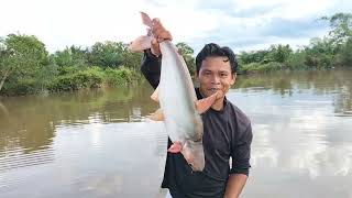 Menjaring Ikan Di Sungai Dapat Bonus Ikan Patin Babon