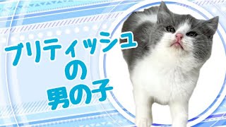 ブリティッシュショートヘアの子猫　（平野瓜破）