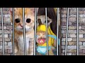 BANANA CAT BABY 🐱 HAPPY AND 😿 CRY VIDEOS 14 #catmemes #cat #bananacat #happycat #fyp
