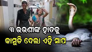 ୩ ଭଉଣୀଙ୍କ ହାତକୁ କାମୁଡି ଦେଲା ଏହି ସାପ | Odia News Live Updates | Latest Odia News | Samayalive