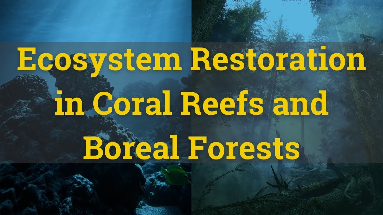 Justine Karst - Ecosystem Restoration In Coral Reefs And Boreal Forests ...