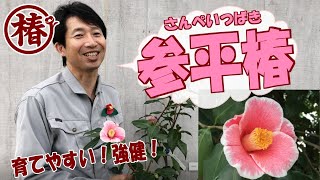 椿 開花速報【参平椿・さんぺいつばき】