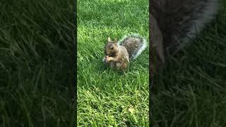 Canadian  Squirrel (Kaato) 🐿 | Pendu Jwaak