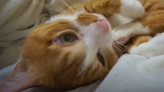 甘える時は『アッ！』と鳴く猫♪〜鳴き声 笑えるww茶トラ猫｢マック｣　- Talking Cat. Cute Cat calls by funny meow. Lol ! Cats Life 2015