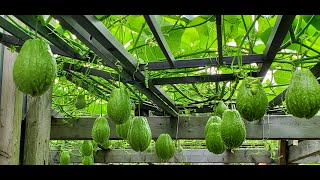 Chayote growing on a trellis in Ontario, Canada. Zone 5a. September 22, 2022