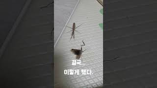 좀 사마귀... 짝짓기(?) #사마귀 #사마귀 키우기 #잡아먹는 #좀사마귀 #야생