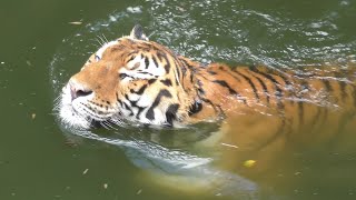 アムールトラ　ソーンくん　泳ぎがとても上手です　【浜松市動物園】Amur tiger Son-kun Hamamatsu Zoo