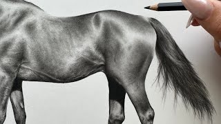 This Tip Will Improve Your Drawing - Realistic Horse Graphite Drawing