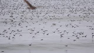 Sooty Shearwater Feeding Frenzy in Half Moon Bay