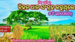 ଧାନ ବିହନ ସଂଗ୍ରହ ଆଗରୁ ୫ ଟି ଇନପୋଟେନ୍//ବିହନ ସଂଗ୍ରହ ଟ୍ରିକ୍//Five Important Before Collect Paddy Seeds