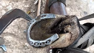 Satisfying! Pry open an old horseshoe, the farrier trims the hooves with the sickle!