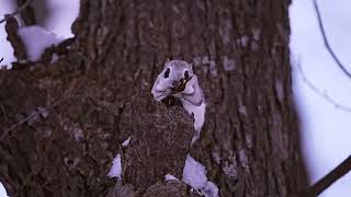 [4K] エゾモモンガ　Siberianflyingsquirrel