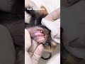 cats earmites kitten satisfying earcleaning earcleaning