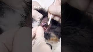 #cats #earmites #kitten #satisfying #earcleaning earcleaning