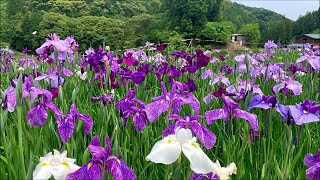 2020/06/04　稲積癒しの里山　花菖蒲園　四分咲き　～愛媛県大洲市～