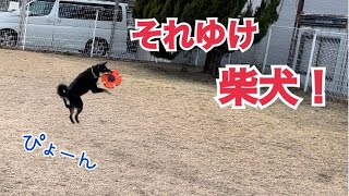 【柴犬】フリスビー練習を頑張る柴犬小太郎