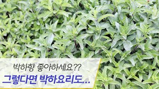 향기에 놀라고 맛에 놀라는 박하 요리 3가지 / 3 kinds  peppermint cooking recipes