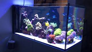 Red Sea Peninsula 500 Deluxe Amazing Reef Aquarium!!!