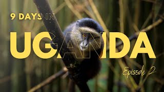 In Search of Golden Monkeys - Mgahinga's Hidden Gems | Uganda Series Ep. 2