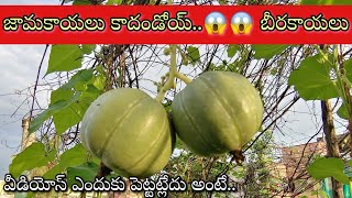 నాటు నాటు బీర/చిట్టి గుత్తి బీర/Cluster ridge gourd propagation \u0026 harvest|English sub|Prema's Garden