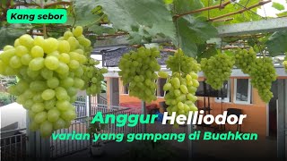 ANGGUR HELIODOR TERBUKTI GAMPANG DI BUAHKAN || FIRIZCO || KANG SEBOR