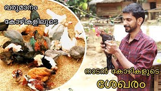 അടയിരിക്കുന്ന കോഴി അധിക വരുമാനം naadan kozhi valarthal | Chicken Farming in Kerala | polecat Tv