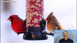 What Is The Best Food For Cardinals in the Winter?