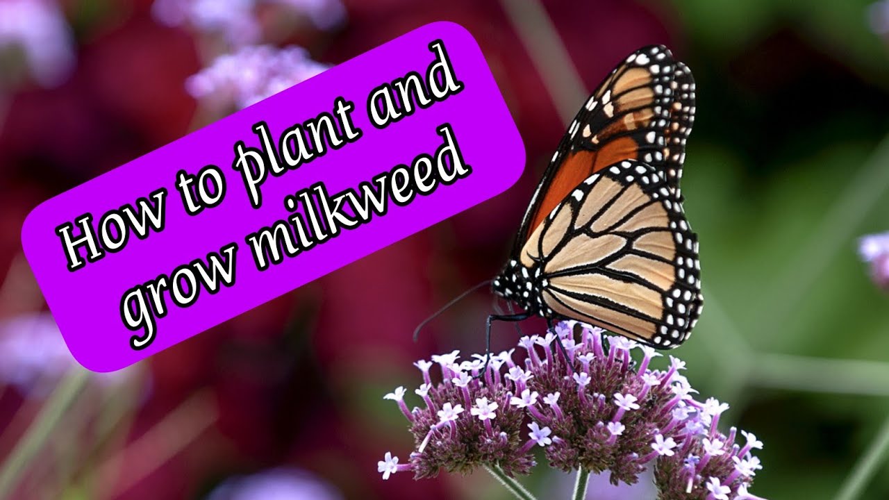 How To Plant And Grow Milkweed For Monarch Butterflies (tutorial) - YouTube