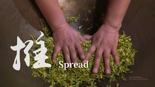 杯中大自然，茶品米仓山 A Taste of Micang Tea