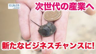 生きた化石カブトガニを守れ！九十九島水族館海きららで研究進む 日本財団 海と日本PROJECT in ながさき 2022 #26