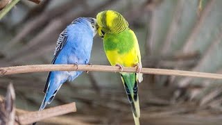 Badri bird's breeding and health tips.. ( Bengali)