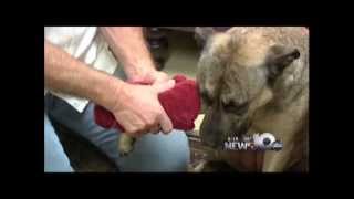 Pet Connection Extra - Controlling External Bleeding