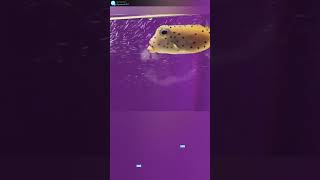 小さなミナミハコフグ　　small　Yellow boxfish　小的 粒突箱魨