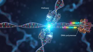 DNA Replication Explained in - 3D | Inside the Cell