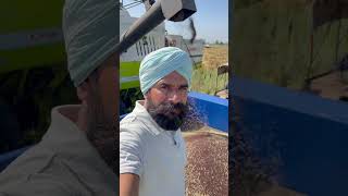 Mustard crop harvested with combine