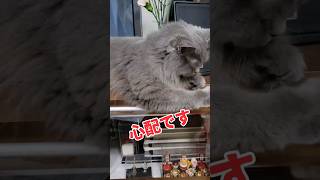 帰ってきたら、大惨事でした【サイベリアン・キキのKIKICHANNEL】# #サイベリアン #猫 #shorts