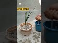 Onion plant growing time lapse 😍 #shorts #plant #timelapse #growing