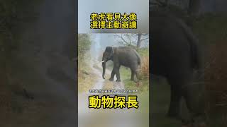 老虎看見大像也會選擇主動避讓！#動物世界 #老虎