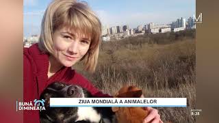 „Bună Dimineața”: Situația animalelor fără stăpân în Chișinău. Interviu cu Alexandra Graur