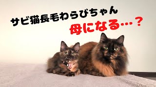 【子猫の授乳】サビ猫長毛わらびちゃんにそっくりな子猫「海苔」 #tortoiseshellcat