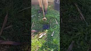 Lawn Drain Saved from Overgrown Yard 👌 #mowing #overgrown #viralvideo