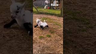 funny goat shorts | funny baby goat jumping | funny baby goat videos screaming #animals #funny